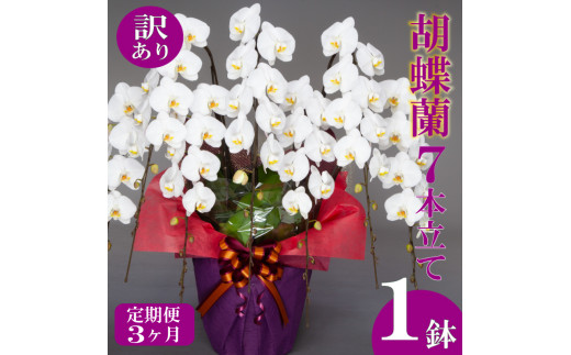 母の日 ギフト 花 人気 【定期便3ヶ月】【訳あり】胡蝶蘭 7本立て ピンク  お祝い プレゼント 贈り物 贈答 須崎洋蘭園 SY20000