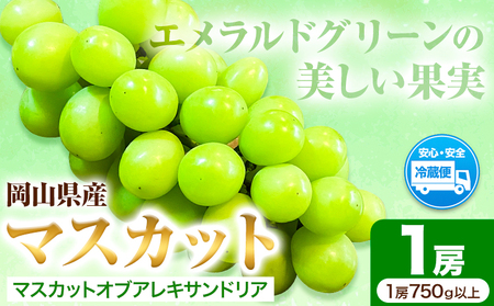 H-27a　岡山県産マスカット（マスカット オブ アレキサンドリア　1房750g以上）令和7年産先行受付《7月上旬‐8月中旬頃出荷》【配送不可地域あり】