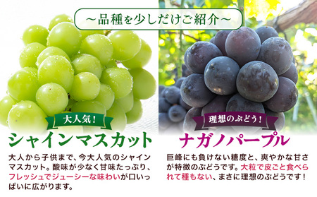 種無しぶどう詰め合わせ 約1kg 2房 ぶどう フルーツ 果物 岡山県産 中嶋ぶどう園 ブドウ《9月上旬-10月末頃出荷》岡山県 矢掛町 送料無料 お取り寄せフルーツ セット シャインマスカット 食べ