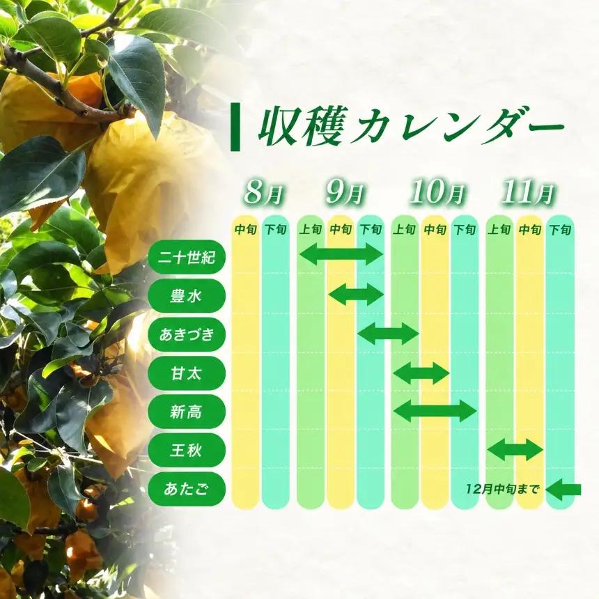 芳醇な香りと上品な甘さ 新高梨 約5kg 