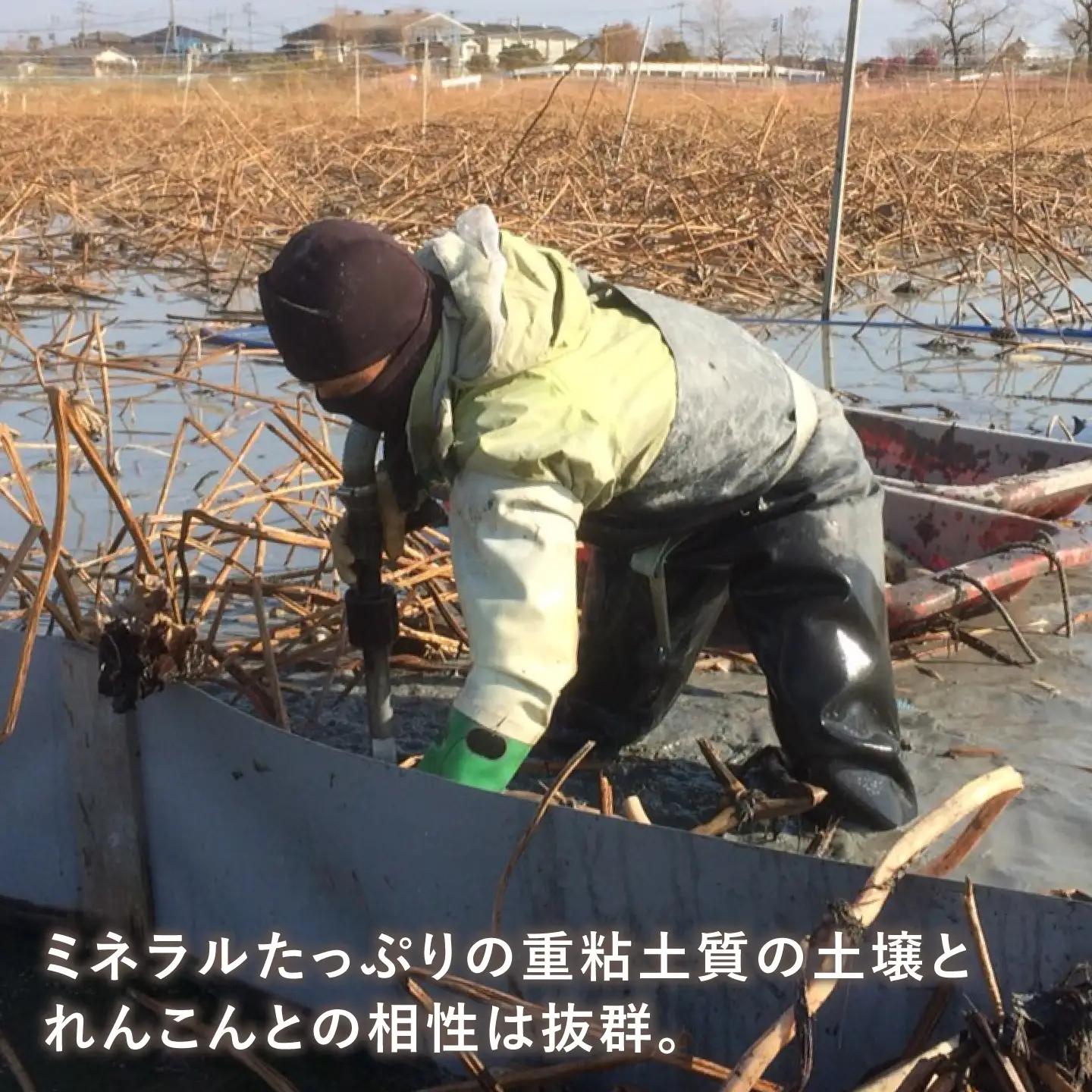 【先行予約 2026年9月～発送】白石れんこん 約3kg / れんこん [ICT001]