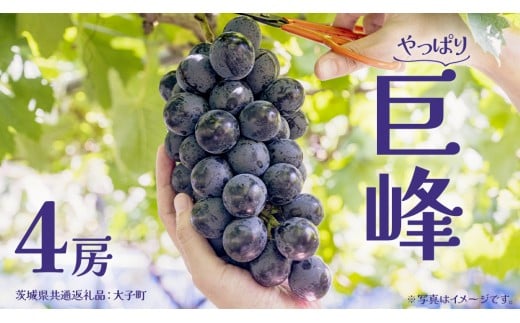 巨峰 ４房 (茨城県共通返礼品：大子町) ぶどう 葡萄 ブドウ フルーツ 果物 スイーツ