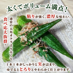 オクラ 800g 令和7年産 おくら 朝採りオクラ 新鮮オクラ 採りたてオクラ オクラ オクラ tsuguchan001
