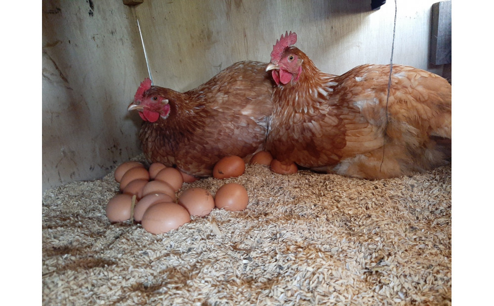 【定期便：6か月】単なる平飼いではない究極の卵『わたしたちのぷらいどたまご』6パック（60個）セット