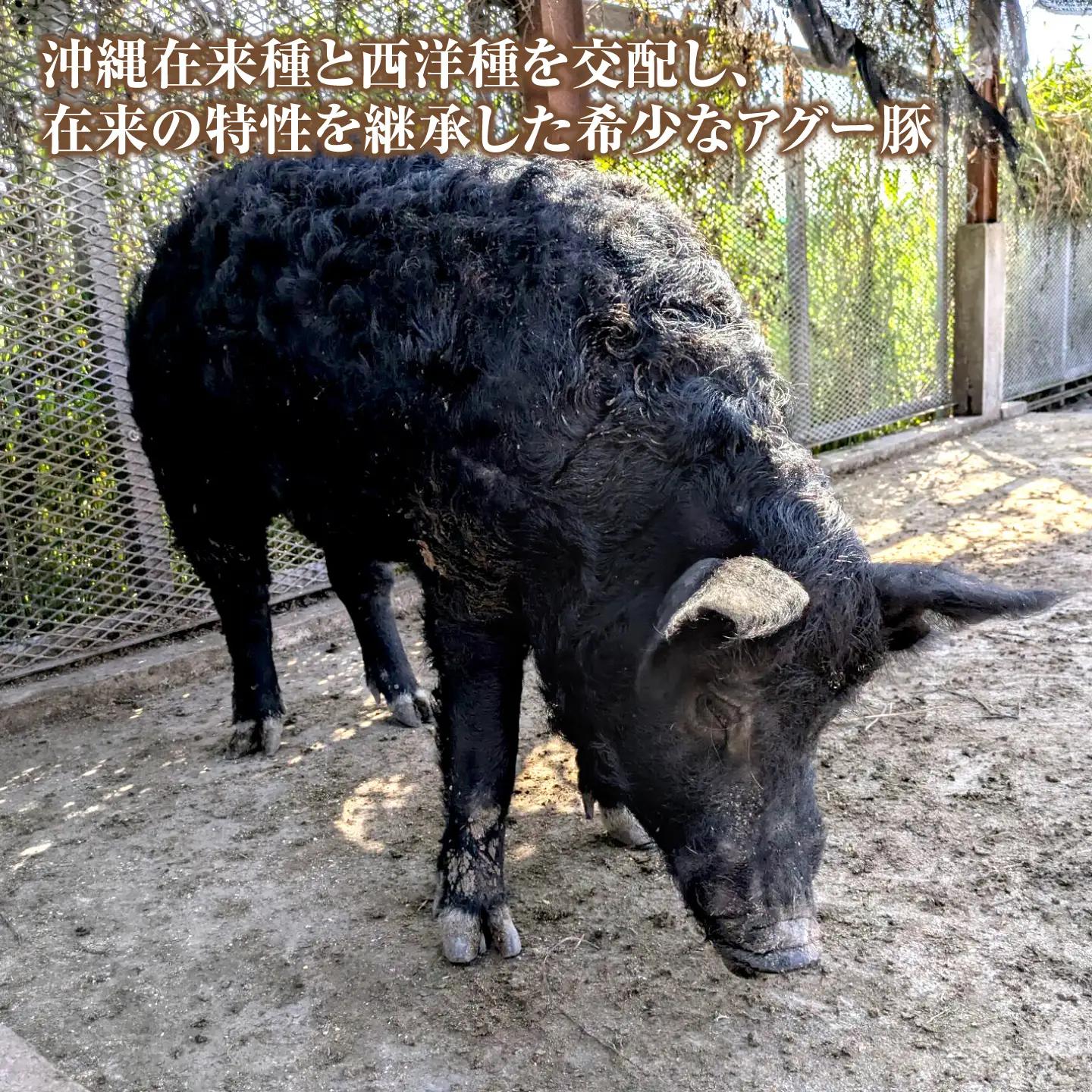 アグー豚ぷりぷり豚足 2kg (1kg×2袋)BCEO010