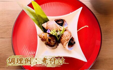 【季節限定】 活黒ばい貝1kg ばい貝 魚介類 魚介類