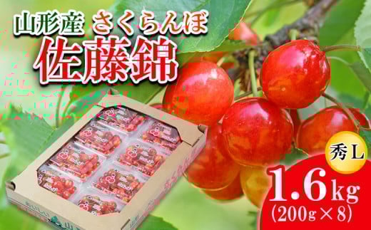 さくらんぼ 佐藤錦 L 1.6kg(200g×8) 【令和7年産先行予約】FU21-817 くだもの 果物 フルーツ 山形 山形県 山形市 2025年産