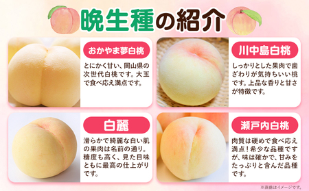 ご家庭用 岡山白桃 約1.5kg 晴れの国おかやま館(つむぐ株式会社) 【配送不可地域あり】