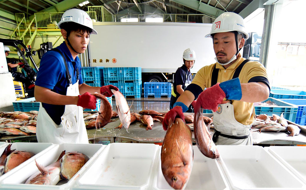 ふかうら真鯛のぶっかけ鯛丼【3パック】（898）