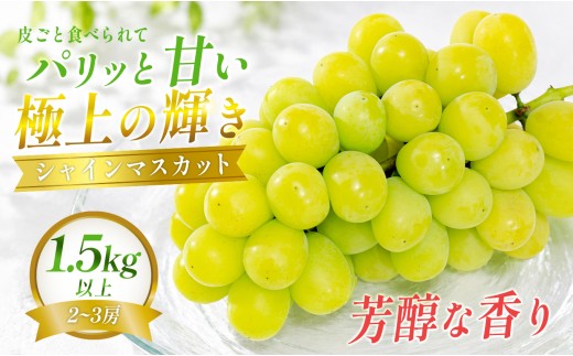 シャインマスカット 約1.5kg 2~3房 朝採れ 農園直送 種なし 皮ごと食べられる ぶどう ブドウ 葡萄 フルーツ 果物 冷蔵 ギフト 贈答 贈り物 甘い おすすめ 人気 新鮮 高知県産 観光農園わっはっは！ 大月町