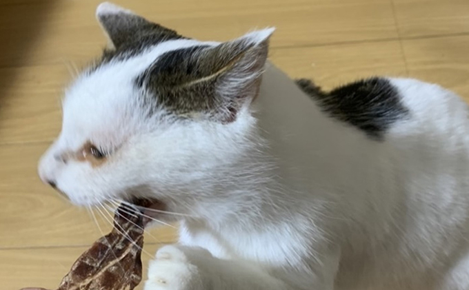 ペットフード クセになるおやつ 鹿肉ジャーキー 40g×2袋