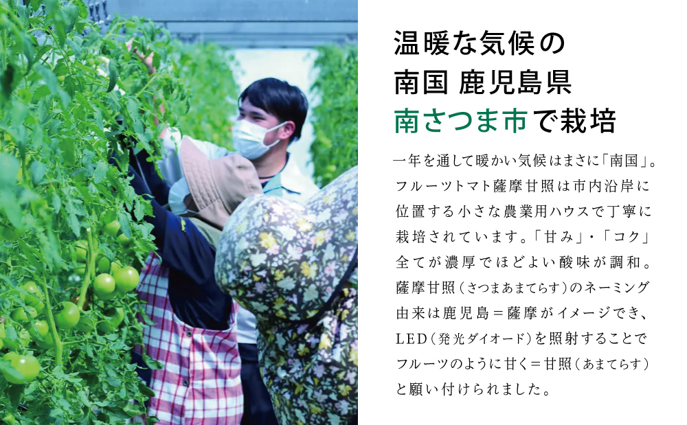 鹿児島県産 フルーツトマト 薩摩甘照ジュース 計1L（500ml×2本）