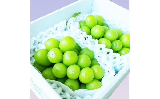 
            【令和8年産先行受付】シャインマスカット　秀品　2房 約1.2kg～約1.3kg
          