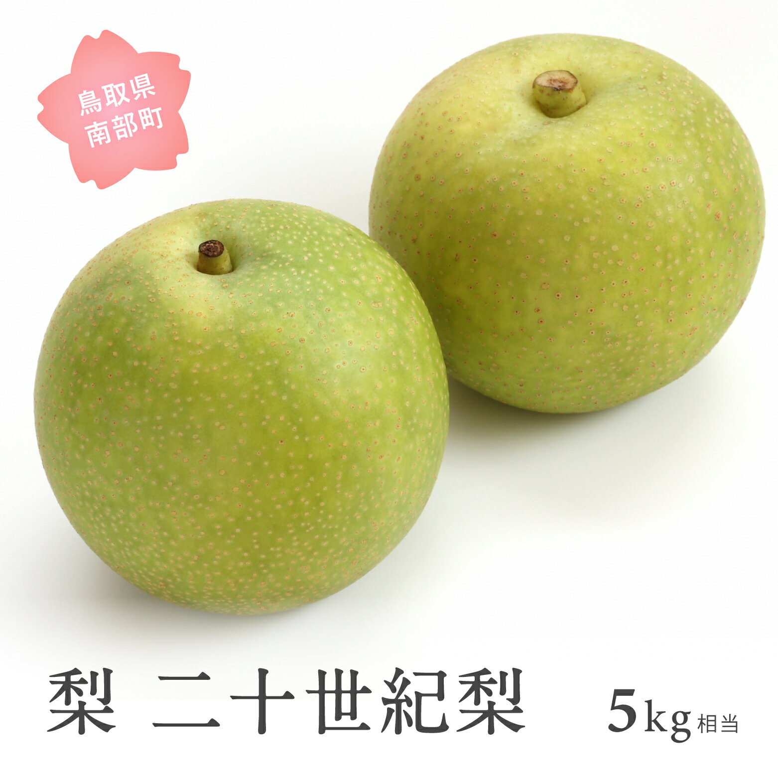 【ふるさと納税】二十世紀梨（5kg箱） 2026年8月下旬～9月上旬出荷予定＜数量限定＞ 梨 なし フルーツ 鳥取県南部町 【先行予約