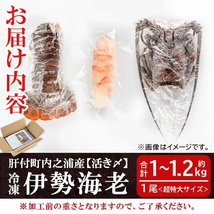 【活き〆冷凍】伊勢海老 刺身 (約1～1.2kg) 鹿児島 国産 えび エビ 伊勢海老 さしみ【網元】D47002