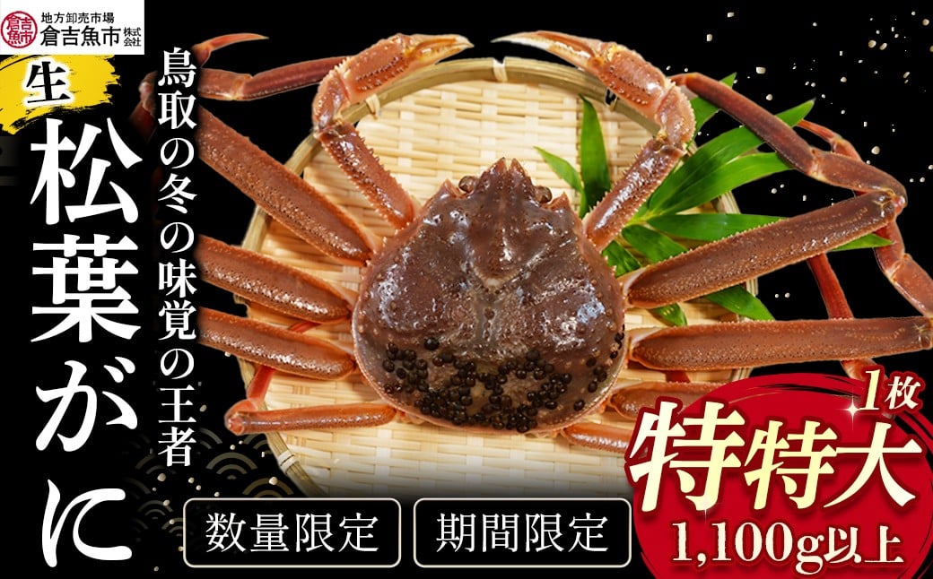 
            【倉吉魚市】生松葉がに（特特大）1.1kg以上 松葉ガニ ズワイガニ 冷蔵 かにしゃぶ カニ刺身 ずわいがに 鮮度抜群 鳥取県 倉吉市
          