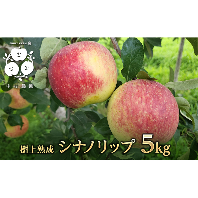 2026年産 りんご 5kg 樹上熟成 シナノリップ 林檎 リンゴ 果物 くだもの フルーツ 旬の果物 旬のフルーツ 季節の果物 季節のフルーツ 美味しい果物 長野県産 長野県産りんご 信州 長野 長野県 長野市