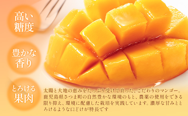 鹿児島県産 マンゴー 化粧箱入り 2玉 2L よしたか農園《5月上旬‐5月下旬頃出荷》鹿児島県 さつま町 マンゴー 果物 フルーツ 送料無料