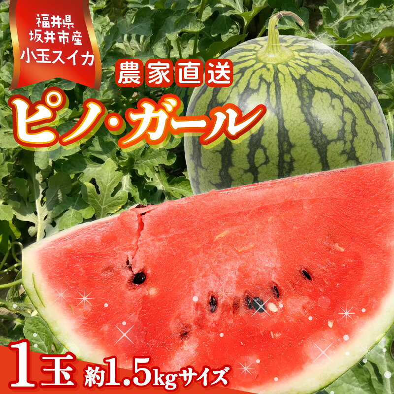 【ふるさと納税】【先行予約】福井県坂井市産小玉スイカ ピノ・ガール農家直送 砂丘地栽培 約1.5kgサイズ 1玉【2027年7月中旬以降順次発送予定】