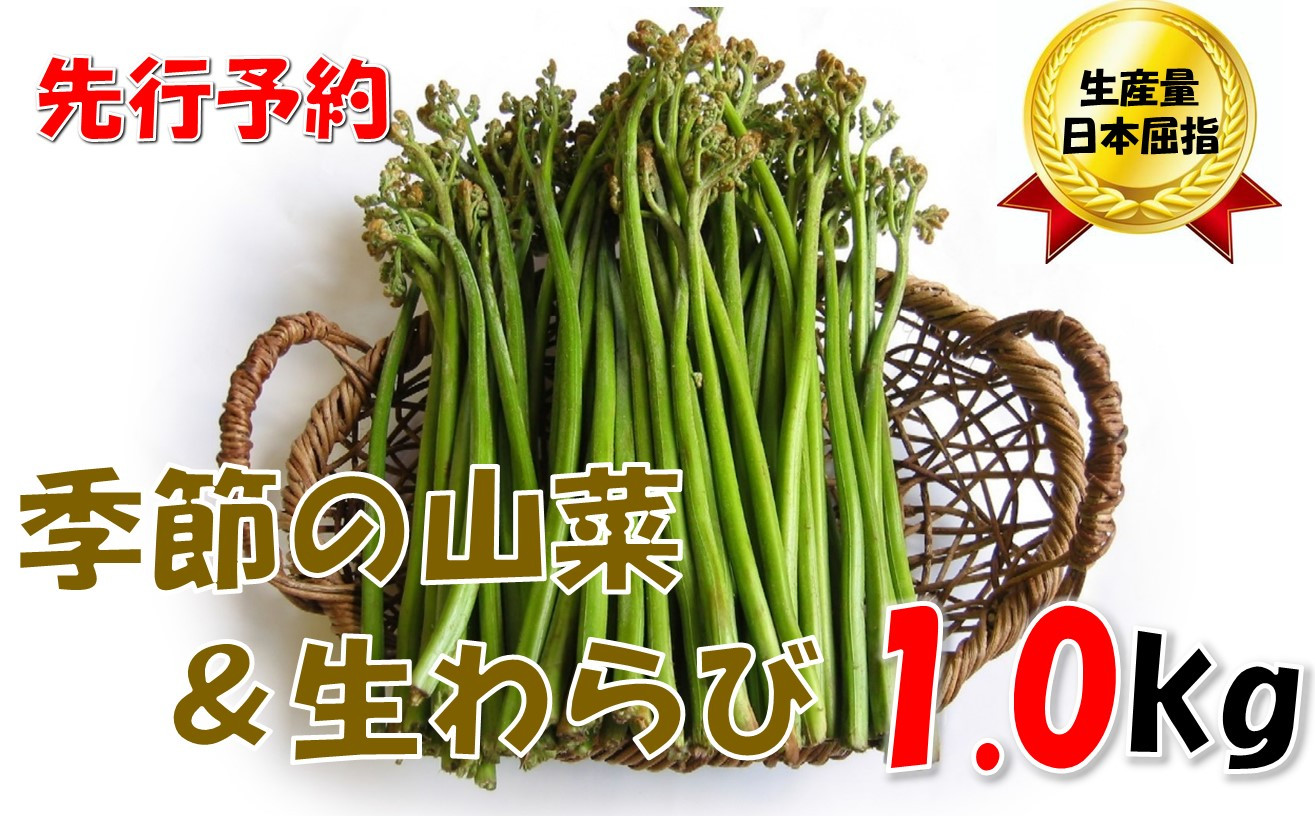 
            【先行予約・数量限定】採れたて山菜セット　生わらび（1kg×1束）+　季節の山菜2～3品　（R7.5月～）
          