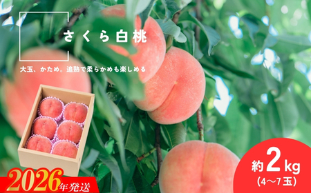No.2995 さくら白桃 福島県福島市産 約2kg(4～7玉)【2026年発送】