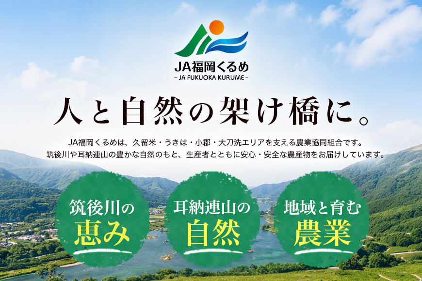 【6回定期便】 ひのひかり 米 お米 白米 5kg 5キロ 令和8年産 新米 福岡県産 うきは市 国産 精米 ご飯 ごはん おにぎり お弁当 人気 おすすめ 家庭用 ギフト プレゼント お中元 お歳暮