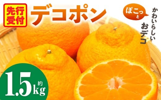 デコポン「中晩かん」瀬戸内の果汁溢れるみかん 不知火（デコポン）約1.5kg  | 果物 フルーツ デコポン 不知火 しらぬい フレッシュ ジューシー 香り 爽やか 旬の果物 人気 おすすめ 贈答 贈り物 青果物 糖度 香川県 三木町 |_mk165-017