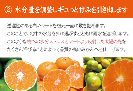 ミカン 蜜柑 柑橘 フルーツ くだもの 果物 / 【2024年秋頃発送予約分】【農家直送】こだわりの青切りみかん 約7.5kg サイズお任せ 有機質肥料100%　※2024年9月下旬より順次発送予定（