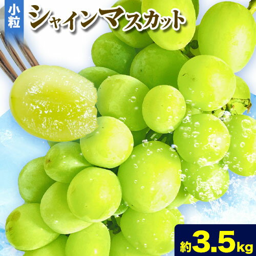 【ふるさと納税】小粒 シャインマスカット 9-11房 約3.5kg タンポポ農園《2026年9月上旬-10月下旬頃出荷》送料無料 岡山県 浅口市 フルーツ マスカット ぶどう 果物 贈り物 秋 冷蔵