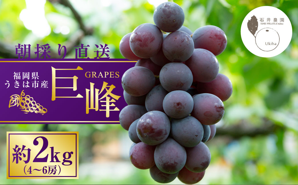 
            【先行予約】 石井農園 巨峰 4房から6房 （約2kg） 【2025年8月中旬から9月上旬 出荷予定】 葡萄 ぶどう ブドウ 果物 くだもの フルーツ 果実 新鮮 フレッシュ 朝採り直送 お取り寄せ 福岡県 うきは市
          