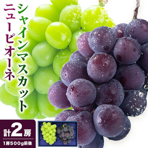 【先行予約】ニューピオーネ 1房 シャインマスカット 1房 500g 前後 たけまさぶどう園 《8月上旬-10月中旬頃出荷》岡山県 浅口市 フルーツ デザート おやつ マスカット ぶどう 果物 国産 岡山県産 送料無料【配送不可地域あり】
