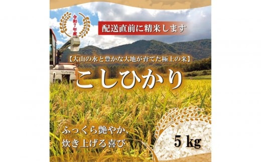令和7年産 こしひかり精米 5kg【新米 米 お米 こめ 白米 コシヒカリ ご飯 ごはん 白ごはん 白ご飯 鳥取県 北栄町 おすすめ 人気 2025年産 令和7年 厳選 国産 送料無料】