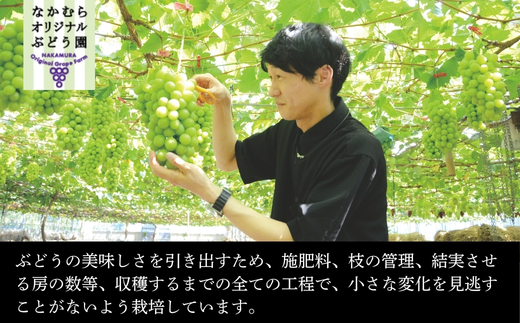 【2026年6月下旬～順次発送】オリジナル品種含むおまかせ3種ぶどう詰め合わせ 約1.4kg 中村オリジナルぶどう園｜※発送前のご連絡についてご注意ください 希少  オリジナル品種含む おまかせ 葡萄