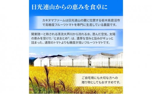 栃木県 鹿沼産 高糖度 フルーツトマト ”とまおとめ” 人気No.1品種 【小鈴】 1kg野菜 ※2025年12月下旬～2026年6月上旬頃に順次発送予定