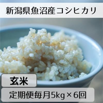 ふるさと納税 十日町市 【毎月定期便】新潟県魚沼産コシヒカリ「山清水米」玄米5kg全6回