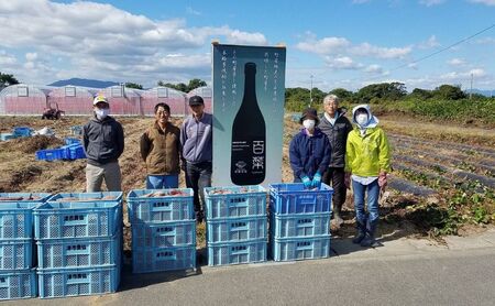 本格芋焼酎 百菜 720ml 1本 [ さつまいも サツマイモ 芋焼酎 焼酎 お酒 酒 ] 