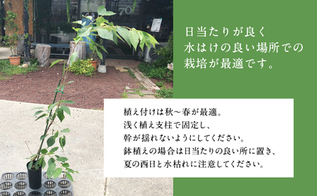 河津桜 苗木 120cm前後 桜 花 植物 カンヒザクラ 河津桜