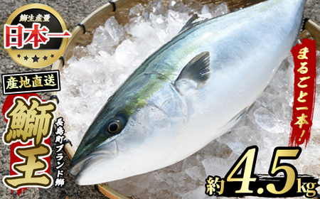 【先行予約】ぶりの王様「 鰤王 」 まるごと 1本 (約4.5kg) 産地直送 新鮮 旨味が抜群の 長島町 特産品 ブランド ぶり 鰤 ブリ 切り身 真空 冷蔵 刺身 ぶりしゃぶ しゃぶしゃぶ 魚 魚介 人気 ランキング 【JFA】jfa-1260 ｜ ぶり ブリ 鰤 刺身 ぶり ブリ 鰤 刺身 ぶり ブリ 鰤 刺身 ぶり ブリ 鰤 刺身 ぶり ブリ 鰤 刺身 ぶり ブリ 鰤 刺身 ぶり ブリ 鰤 刺身 ぶり ブリ 鰤 刺身 ぶり ブリ 鰤 刺身 ぶり ブリ 鰤 刺身 ぶり ブリ 鰤 刺身 ぶり ブリ 鰤 