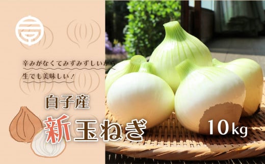 【令和８年の先行予約募集・数量限定】生で食べても美味しい！白子産の新玉ねぎ10kg たまねぎ 玉ねぎ 白子玉ねぎ スライス サラダ 健康 味噌汁 数量限定 先行予約  千葉県 白子町 送料無料 SHK001