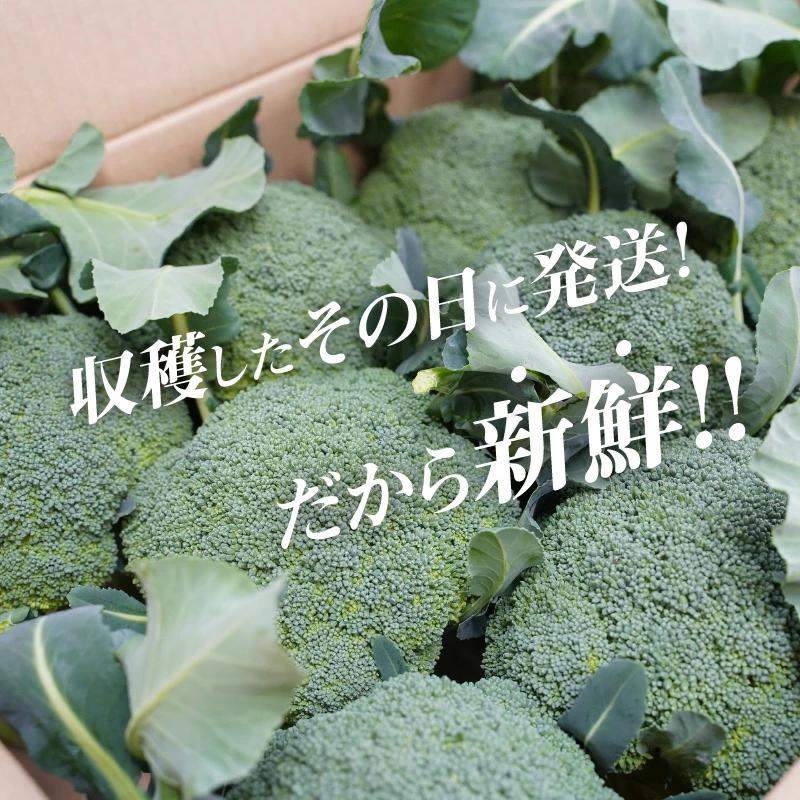 【収穫当日に発送します】豊かな大地“へきなん”から贈る　ブロッコリー約11本【期間限定】　H139-022
