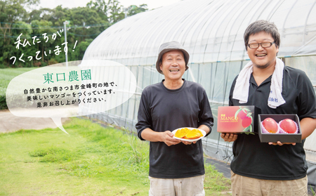 【数量・期間限定】 鹿児島県産 完熟マンゴー 2L 2玉 ＜2025年6月～順次発送＞ 贈答品用 ギフト オリジナル白箱入り アップルマンゴー アーウィン種 果物 フルーツ 国産 鹿児島県南さつま市金