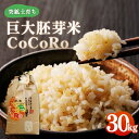 【ふるさと納税】＜突鉱土育ち＞巨大胚芽米CoCoRo 30kg TY0-0153