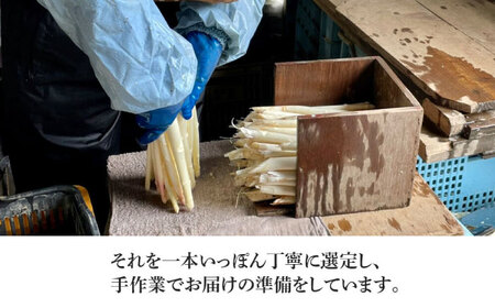 【先行予約】採れたて！ホワイトアスパラガス 約2kg アスパラ [AJAJ008]