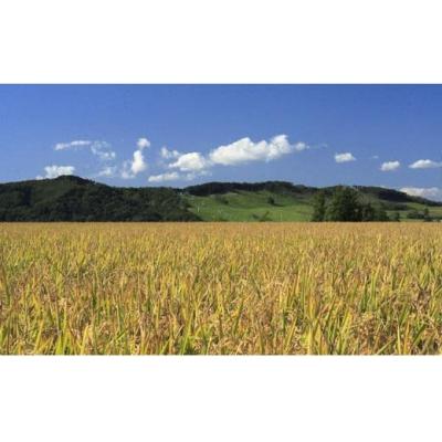 ふるさと納税 岩見沢市 令和6年産【無洗米】5つ星お米マイスターの契約栽培米 ゆめぴりか 25kg |  | 02