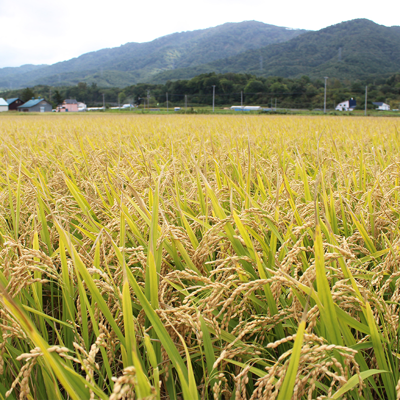 北海道仁木町 寄附のみの応援受付 10,000円コース（返礼品なし 寄附のみ10000円）