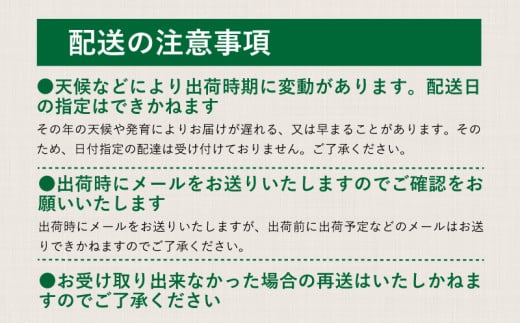 【2026年先行予約】　シャインマスカット約1.5kg（3~4房） 山梨 フルーツ 人気 甘い 糖度  ぶどう シャイン マスカット 名産 糖度 大粒 種無し 種なし やまなし 葡萄 ブドウ フルーツ