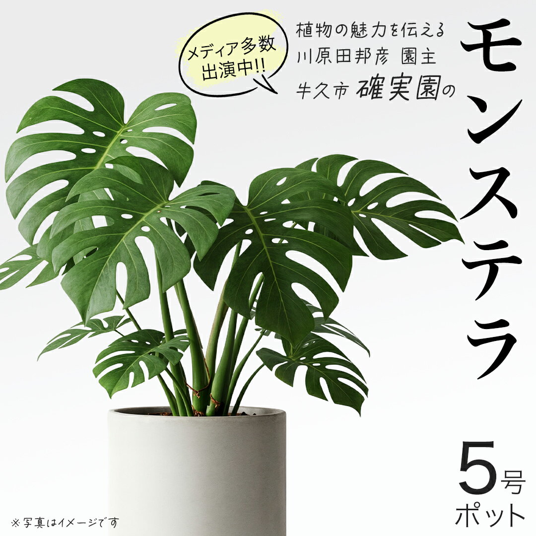 【ふるさと納税】モンステラ 5号ポット 1点 家庭 で 園芸 鉢植え 苗 庭木 果樹 ガーデニング 植物 確実園