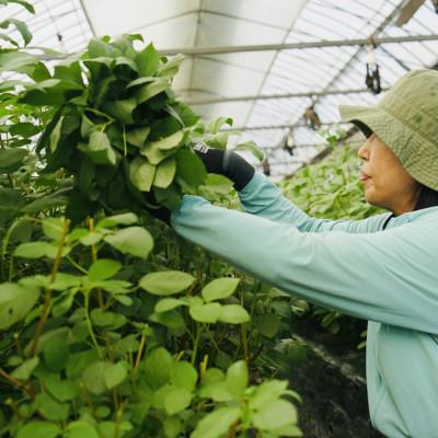ふるさと納税 唐津市 佐賀県産ハウスモロヘイヤ　1kg(100g×10袋) |  | 03
