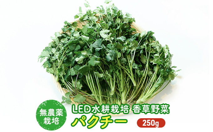 
LED水耕栽培 香味野菜（パクチー）250g [№5557-0138]
