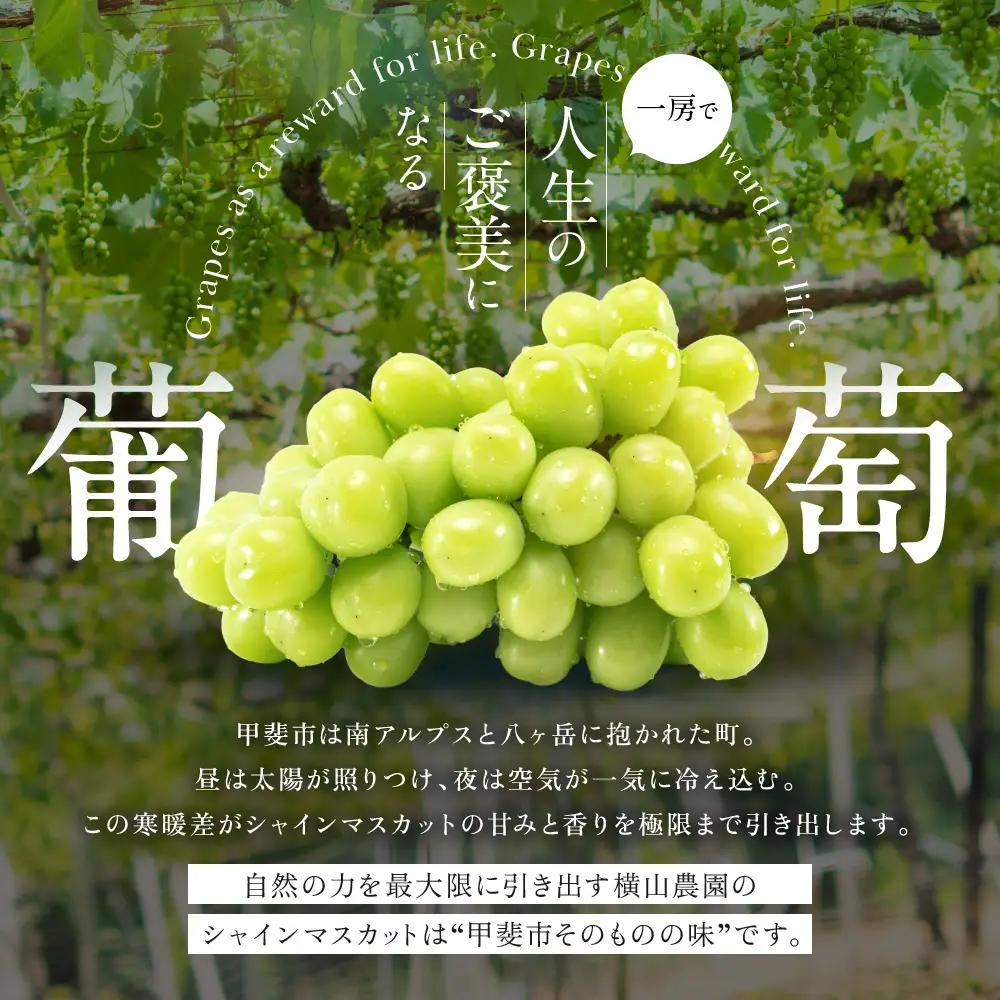 【先行予約】定期便　樹上完熟 シャインマスカット（特別栽培）2.4㎏／4房　3回 山梨シャインマスカット